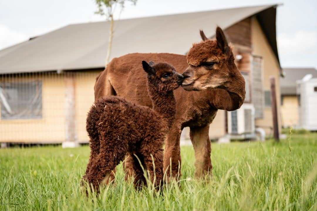 1055% ROAS met Google Ads voor Alpacafarm Vorstenbosch